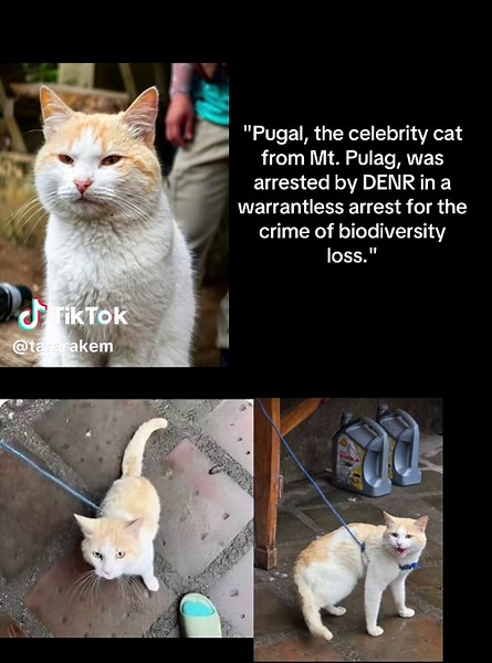 Pugal, Ang Sikát na Pusa sa Mt. Pulag, Naaresto ng DENR