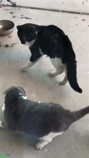 Funny Cats 2024 🙀 Will Cheer you Up 😅 # Part 3146