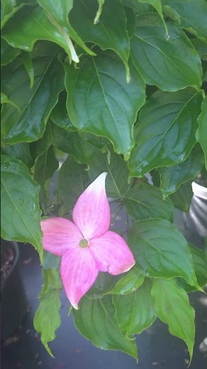 Blooming Dogwoods Are Breathtaking Right Now | Native Plant Nursery | Franklin NC