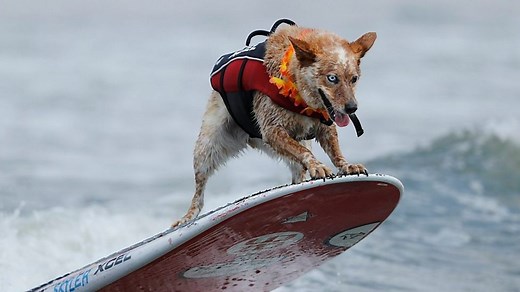 犬のサーフィン世界大会　米カリフォルニア州で - BBCニュース