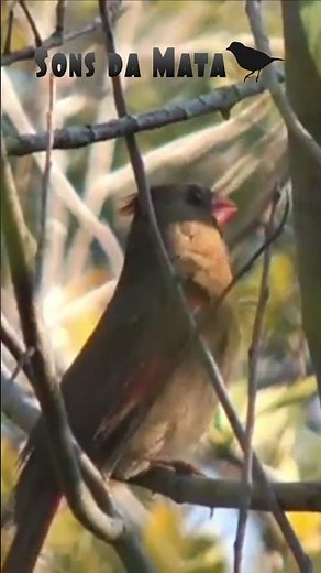 Northern Cardinal Singing