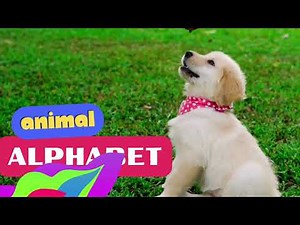 Animal Alphabet Flashcards - Learn your ABC's