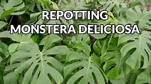 280K views · 9.2K reactions | Monstera deliciosa (Swiss Cheese Plant) is a fast-growing houseplant. Learn about repotting a Monstera deliciosa, including the mix to use, when to do it & steps to take. MORE DETAILS IN THE BLOG POST: https://www.joyusgarden.com/repotting-monstera-deliciosa/ | Joy Us | Facebook
