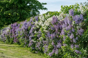 When Do Lilacs Bloom? Discover Peak Season by Zone