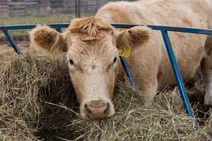 Uncertainty in the Market Place | 2/5/25 Cattle Call