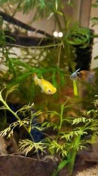 A Self-Sustaining Aquarium? HOW?!?