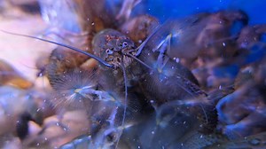 Alien or Shrimp 😅 | Pier Aquatics