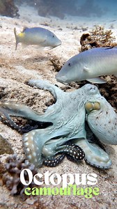 Like liquid silk, the octopus flows toward the coral, seeking shelter from watchful eyes. Yet, the yellow goatfish follow—silent observers of his escape. Are they hunting, admiring, or simply curious about his next move? In the depths, every moment is a mystery. #Octopus #octopuslove #octopuses #cephalopod #underwaterworld #OceanLife #hiddengems #SeaCreatures #Dahab #Diving #redseadiving | Red Sea Diving