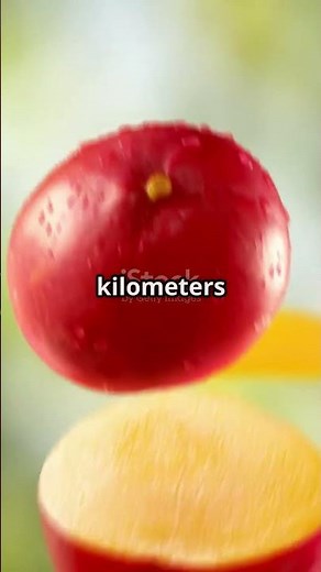 The Explosive Sandbox Tree Nature's Dynamite