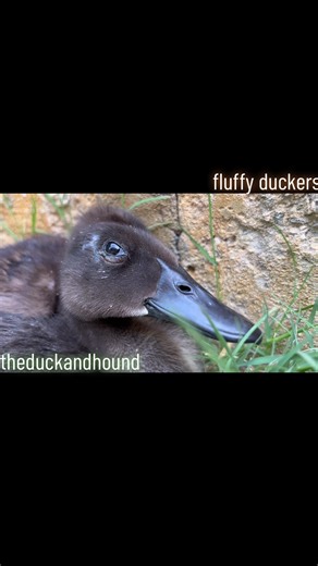 Fluffy duckers #pet #petlife #petduck #duck #ducks #ducklife #backyardducks #fluffy #cuddles #sleepy #theduckandhound