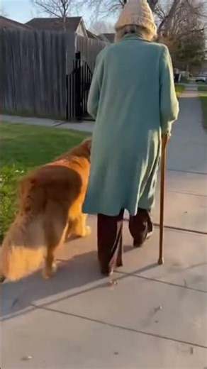 He Guides Her Home the Same Route Every Day Without a Leash