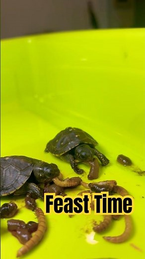 Prepping Worms for Baby Eastern Box Turtles 🐢🪱 | Feeding Time