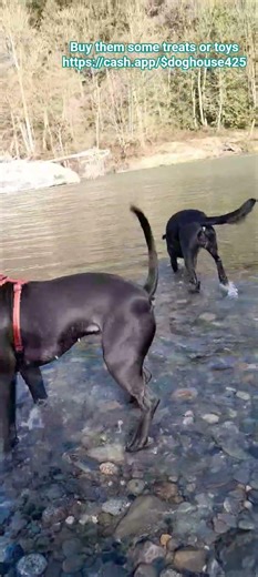 two gorgeous dogs at the river pitbull and black lab