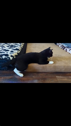 Spring into action! Apollo needs your help now more than ever! Help...