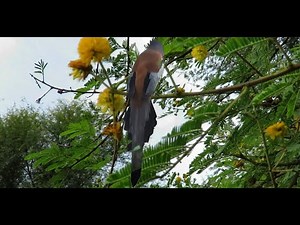 Amazing Birds of Pakistan