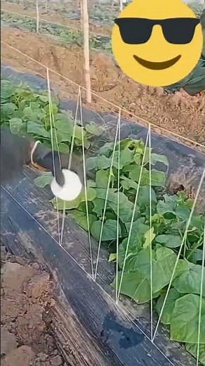 net for cucumber plants #garden #agriculture