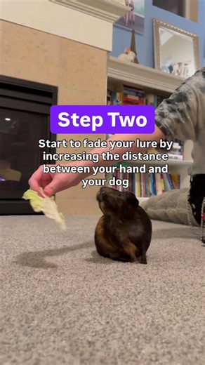 An easy dog trick tutorial that any dog can do, no matter the size or breed! #aprilfools