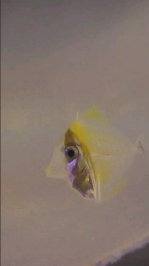 That's A Yellow Tang!! 😳😍Biota Captive Bred Marine Fish Great For Your REEF Tank.