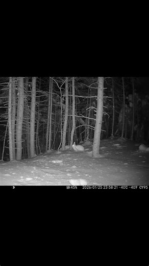 Lièvre face au -40 °C : parfaitement adapté #Lièvre #HiverExtrême #FroidIntense #Nature #FauneSauvage #VieSauvage #SurvieAnimale #Hiver #Animaux #Froid #Wildlife #ExtremeCold #HiverGlacial #NatureVideo