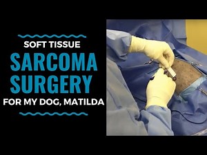 Soft Tissue Sarcoma Surgery for My Dog, Matilda: Vlog 12