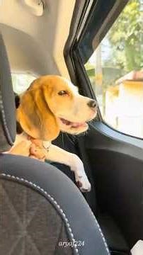 ചതി അത് ഞാൻ സഹിക്കില്ല😏🥲#trendingonshorts #youtubeshorts #viralvideo #shortsfeed #shorts