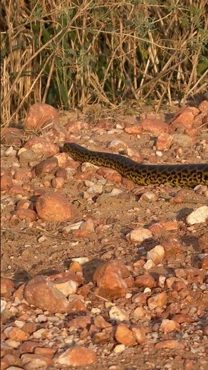Yellow Anaconda, Pantanal - Brazil