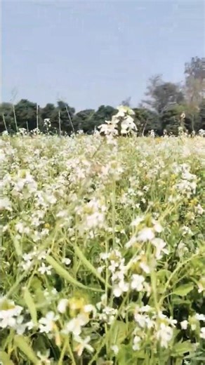 How To phool ll हाऊ तो फूल #shortvideo #nature #song #sorts #flowers #buetiful