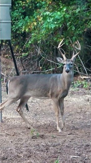 North Carolina Deer Prep!