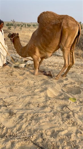 1K views | Camels naturally kneel and sit on sand as part of their normal behavior, especially in desert environments. If real animals are involved, always ensure that they are treated humanely, kept in appropriate conditions, and handled by trained professionals following proper animal-welfare guidelines. | Explore Thar | Facebook
