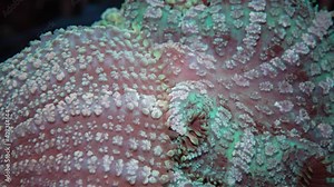 Discosoma sp. (syn. Actinodiscus), commonly known as mushroom anemone, mushroom coral or disc anemone