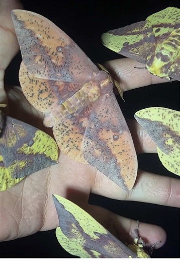 Exploring Bugs in Southern Arizona: Moths and Beetles