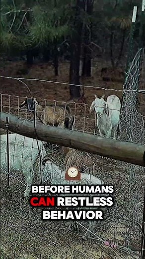 Unleashing Goat Secrets: The Science and Fun Facts You Need to Know #GoatScience #FunFacts