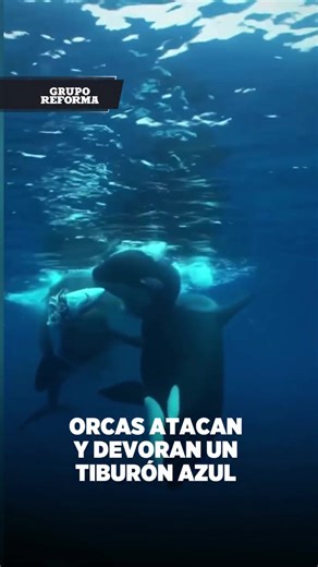 Orcas atacan y devoran un tiburón azul Un grupo de tres orcas fue captado atacando y devorando a un tiburón azul en mar abierto, en una escena que evidencia su capacidad como depredadores tope. Las imágenes muestran la coordinación de estos cetáceos durante la caza, un comportamiento cada vez más documentado por especialistas. 📹 AP #news #Orcas #TiburónAzul #VidaMarina #Naturaleza #Depredadores #Océano #Fauna #VideoViral