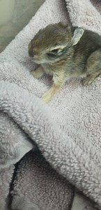 5.1K views · 975 reactions | Baby eastern Cottontail bunny opens eyes | Little Bit Wildlife Rescue | Facebook