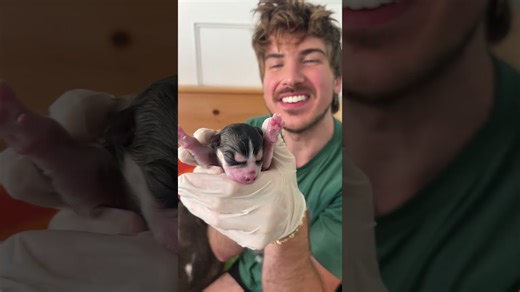 Our beautiful pregnant husky just had her new puppies