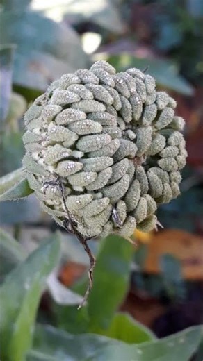 Les bienfaits des plantes - Le souci - Calendula officinalis - Les visites de Spagyrusz. #nature