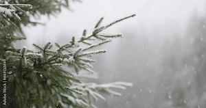 Frosty winter landscape of the snowy forest. Pine branches are covered with snow in cold winter weather. Christmas background with fir trees and blurred background of winter. Falling snow in slow