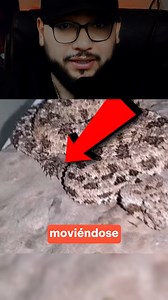 👉 La víbora que usa su cola como una araña para cazar 🕷️🐍 En el desierto de Irán vive una criatura tan extraña que parece sacada de una película. La llaman víbora cornuda cola de araña… porque literalmente, su cola imita a una araña real. La mueve con precisión para atraer pájaros, que creen estar cazando, hasta que descubren —demasiado tarde— que son la presa. Un ejemplo perfecto de cómo la naturaleza no solo se adapta… sino que engaña para sobrevivir. 💬 ¿Te imaginabas que existía algo así?