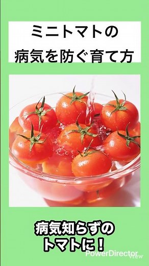 ミニトマトの病気を防ぐ育て方 #shorts #ベランダ菜園 #トマト #家庭菜園 #プランター菜園 #プランター栽培 #ミニトマト #物価高 #夏野菜 #節約方法 #野菜作り #トマト栽培 #苗