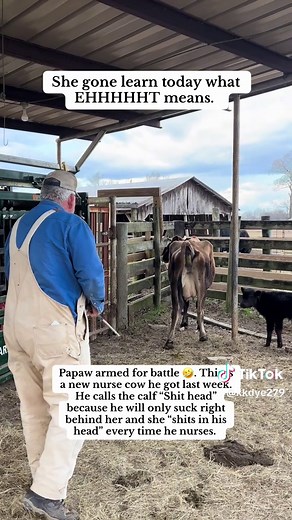 Life on the Farm with Papaw and the Nurse Cow