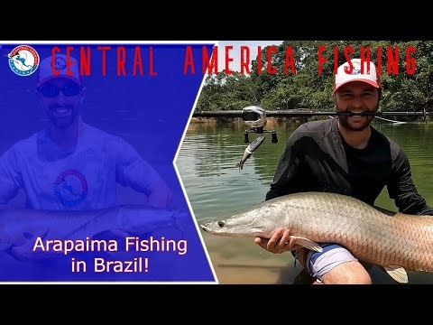 Arapaima Fishing in Brazil