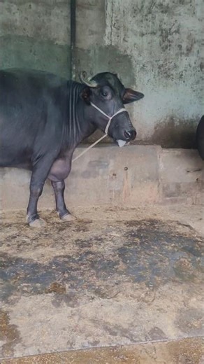 Real Buffalo Sound in 4K | Wild Animal Voice from Nature #Buffalo #Wildlife #NatureSounds