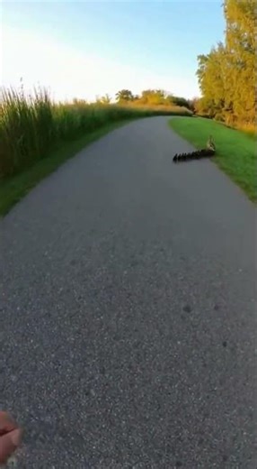 Runner's Morning Jog Halted By Ducklings Crossing The Road 🦆 #viralanimals #animalrescue