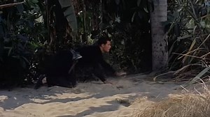 Up Periscope (Gordon Douglas, 1959) SPA