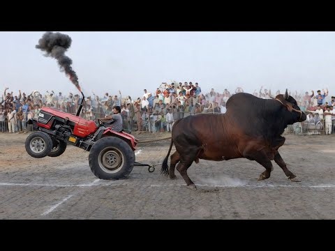 जब इस बैल ने ट्रैक्टर खींच दिया, दुनिया का सबसे ताकतवर बैल | When This Bull Pulled a Tractor