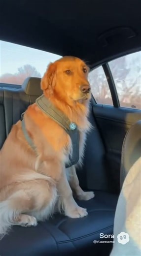 Rescue dogs first car ride home 🤍