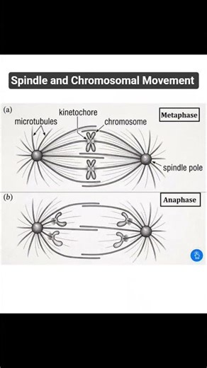 Spindle formation and Chromosomal Movement during Cell Division #studyclick #studyclickindia