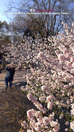 A spring moment encountered at Deoksugung Palace #flowers #bts
