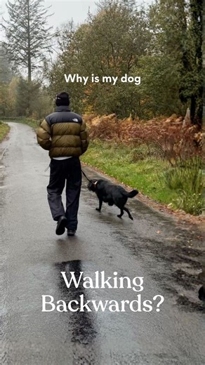 Pawfy on Instagram: "Dogs walk backwards for a few surprising reasons — here’s what your pup might be telling you! 🤔 #dog #dogfacts #doglover #doghealth #Dogowner"