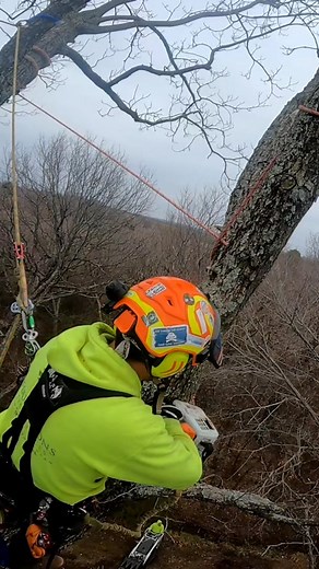 #heavy #fyp #treework #treeclimber #treeservice #chipper #arborist